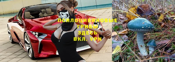 гидра Елизово